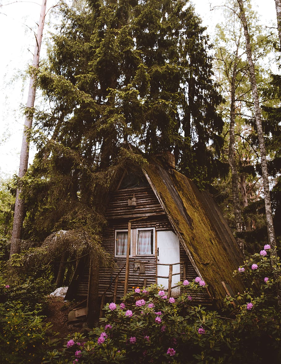 brown hose under tree during daytime, cabin, a frame, house, flower HD wallpaper