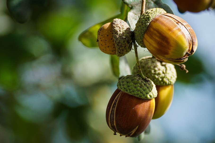 acorns, fruit, oak, autumn, tree, oak leaves, tree fruit, branch HD wallpaper