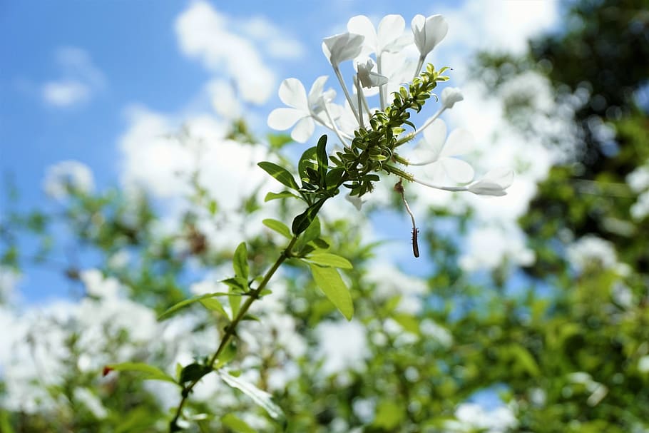 australia, adelaide, flower, plant, flowering plant, beauty in nature HD wallpaper