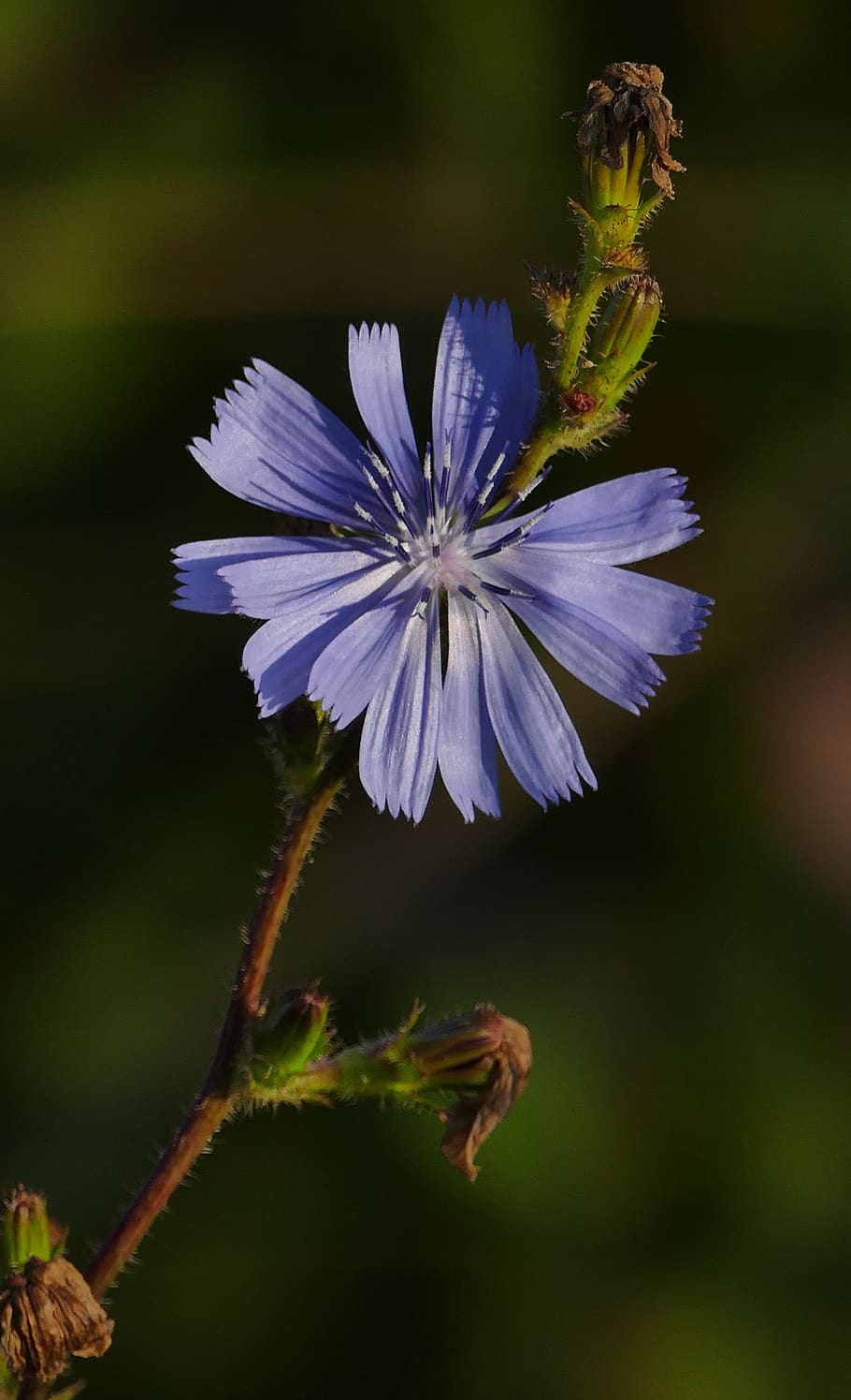 nature, landscape, chicory, meadow, sun, light, roadside, bud, HD wallpaper