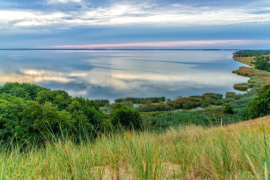 Green-leafed Plant Beside Large Body of Water, beach, clouds HD wallpaper