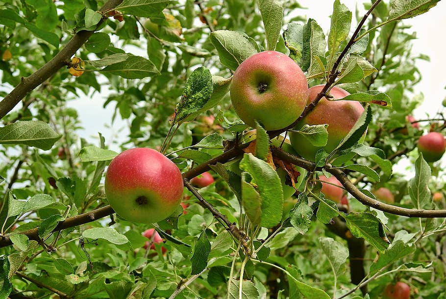 apple, apples, tree, sad, fruit, fresh, healthy eating, food and drink HD wallpaper