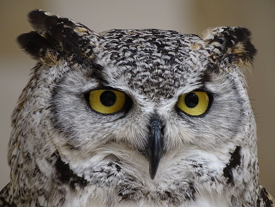 white and black owl, animal themes, one animal, bird of prey HD wallpaper