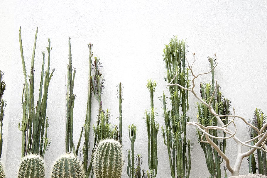 green cactus plants, growth, green color, tree, nature, no people HD wallpaper