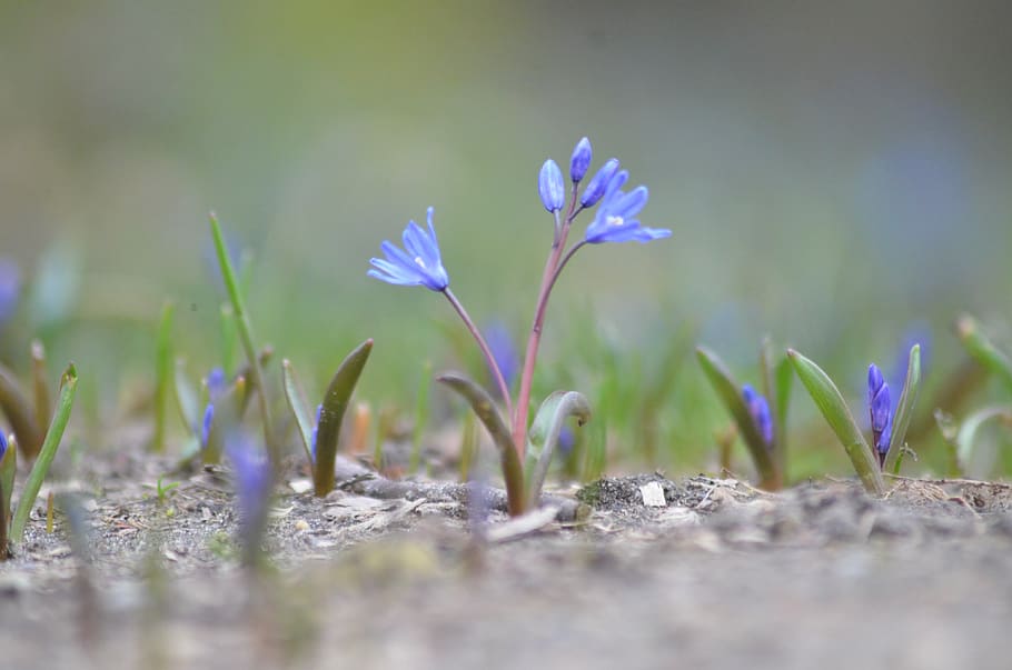 germany, berlin, großer tiergarten, blooms, rise up, blue flower, HD wallpaper