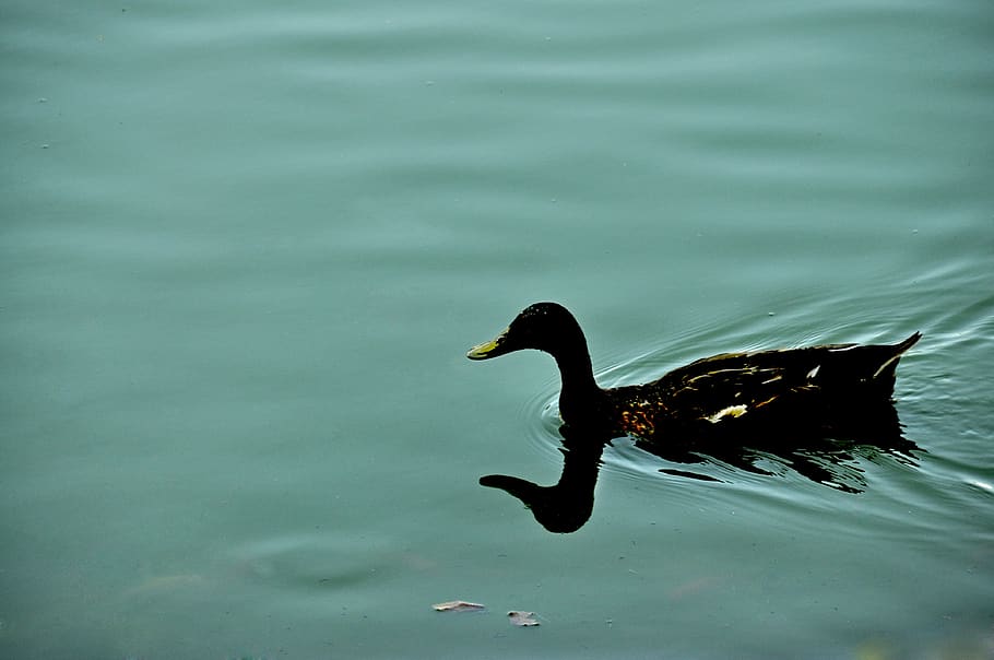 nature, tranquil, duck, pond, lake, water, animal themes, animal wildlife HD wallpaper