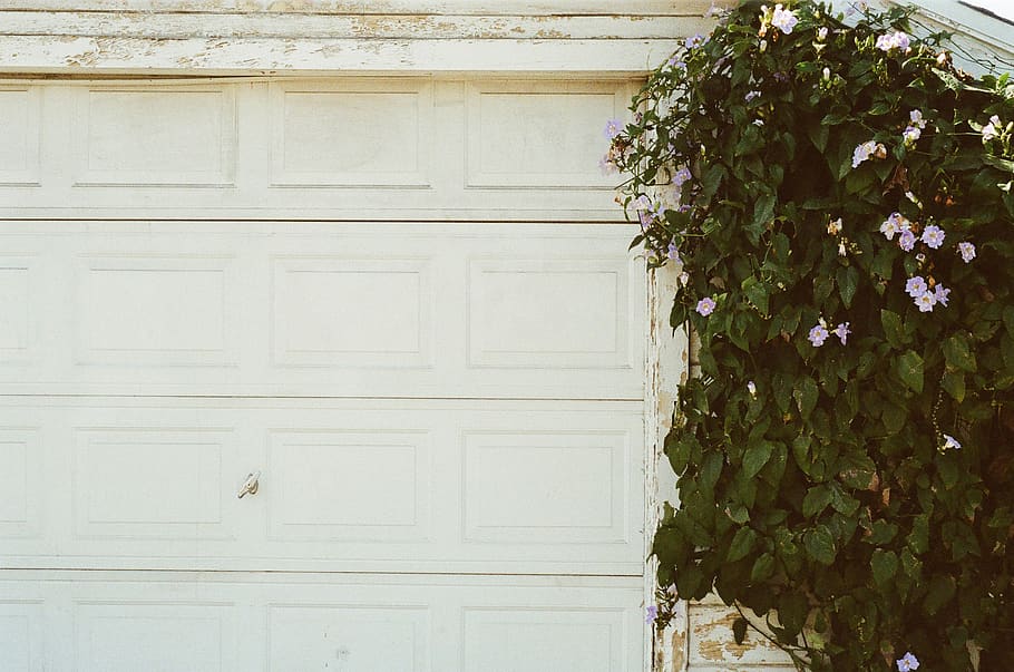 Green Leaf Plant Beside White Wooden Wall, closed, door, garage HD wallpaper