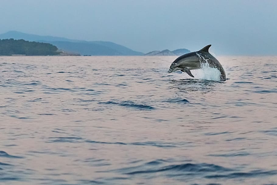 dolphin, adriatic, sea, animals, wildlife, fish, animals in the wild HD wallpaper