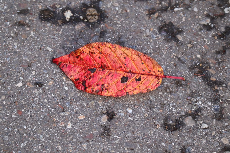 fall foliage, leaf, october, fall color, asphalt, high angle view HD wallpaper
