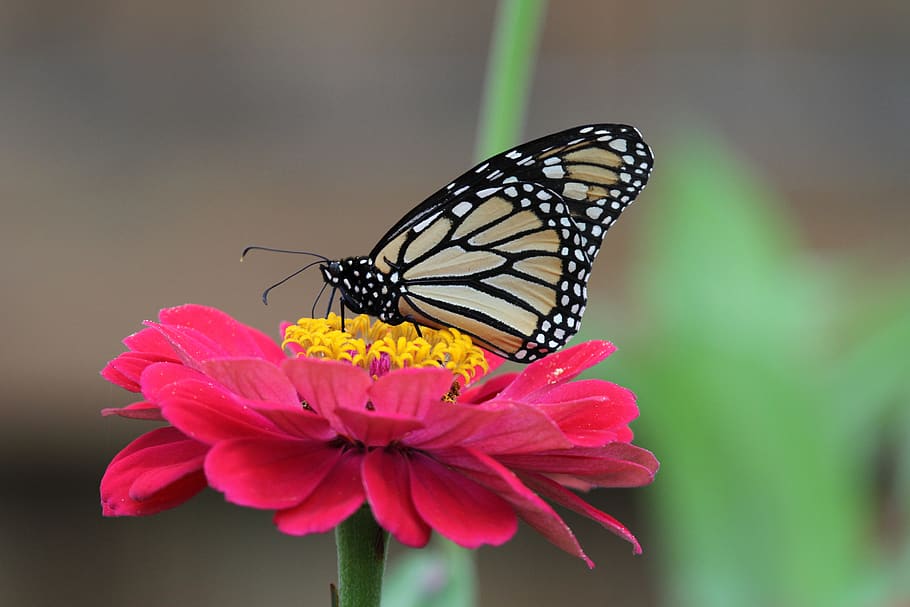 butterfly, macro, flower, flowering plant, beauty in nature HD wallpaper