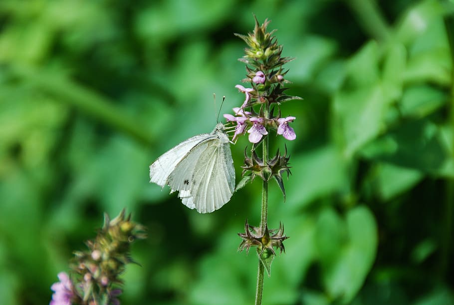 green, butterfly, spring, nature, plant, flower, flowering plant HD wallpaper
