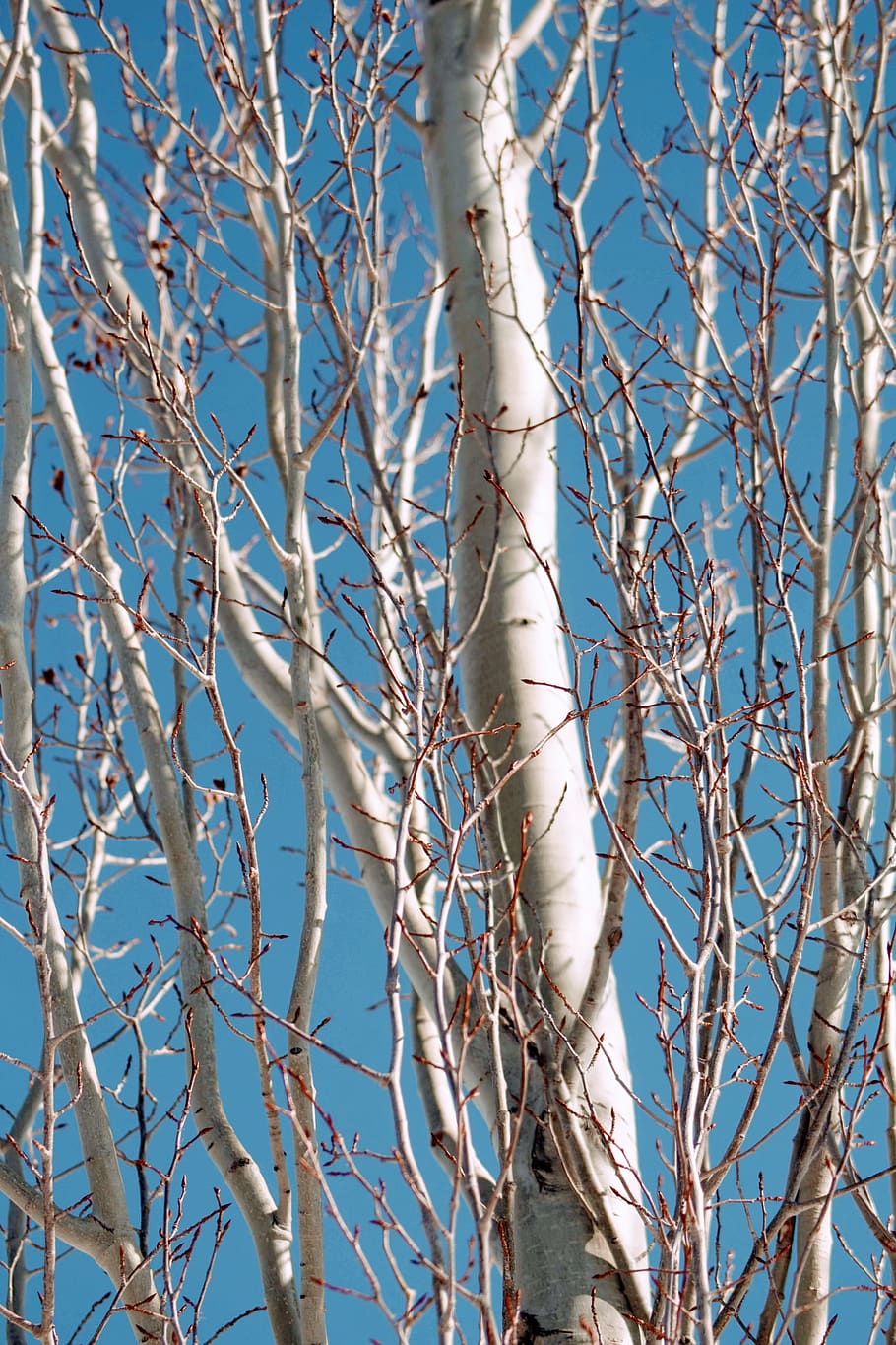 white leafless tree, plant, tree trunk, bird, animal, jay, birch HD wallpaper