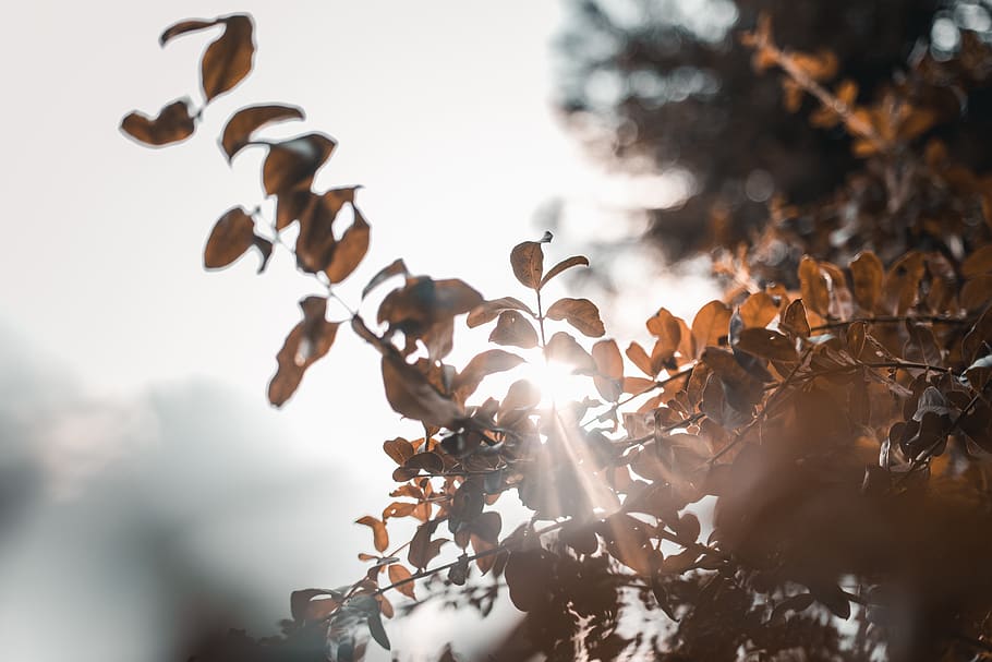flare, light, sunlight, animal, bird, nature, green, desktop wallpaper HD wallpaper