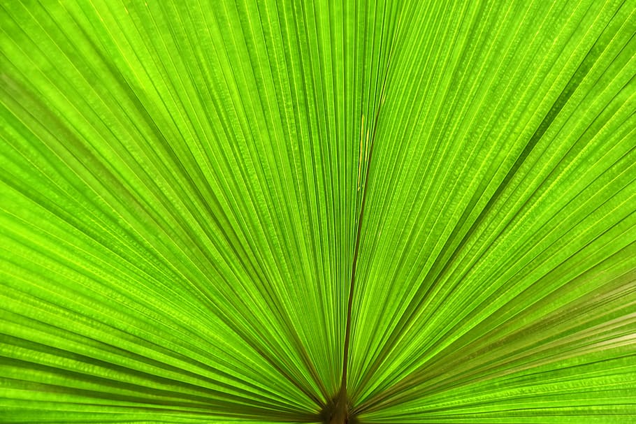 green leaf on focus photography, green color, palm leaf, plant part HD wallpaper