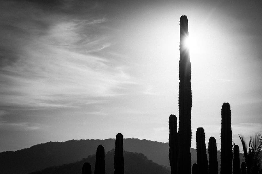 sun, sky, cactus, nature, bandw, beauty in nature, succulent plant HD wallpaper