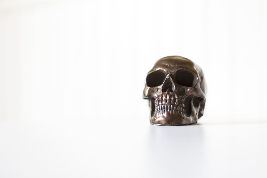 gray skull decor, studio shot, human skeleton, one animal, bone HD wallpaper