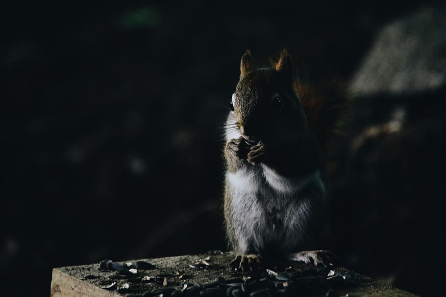 animal, squirrel, chipmunk, woods, one animal, mammal, animal wildlife HD wallpaper