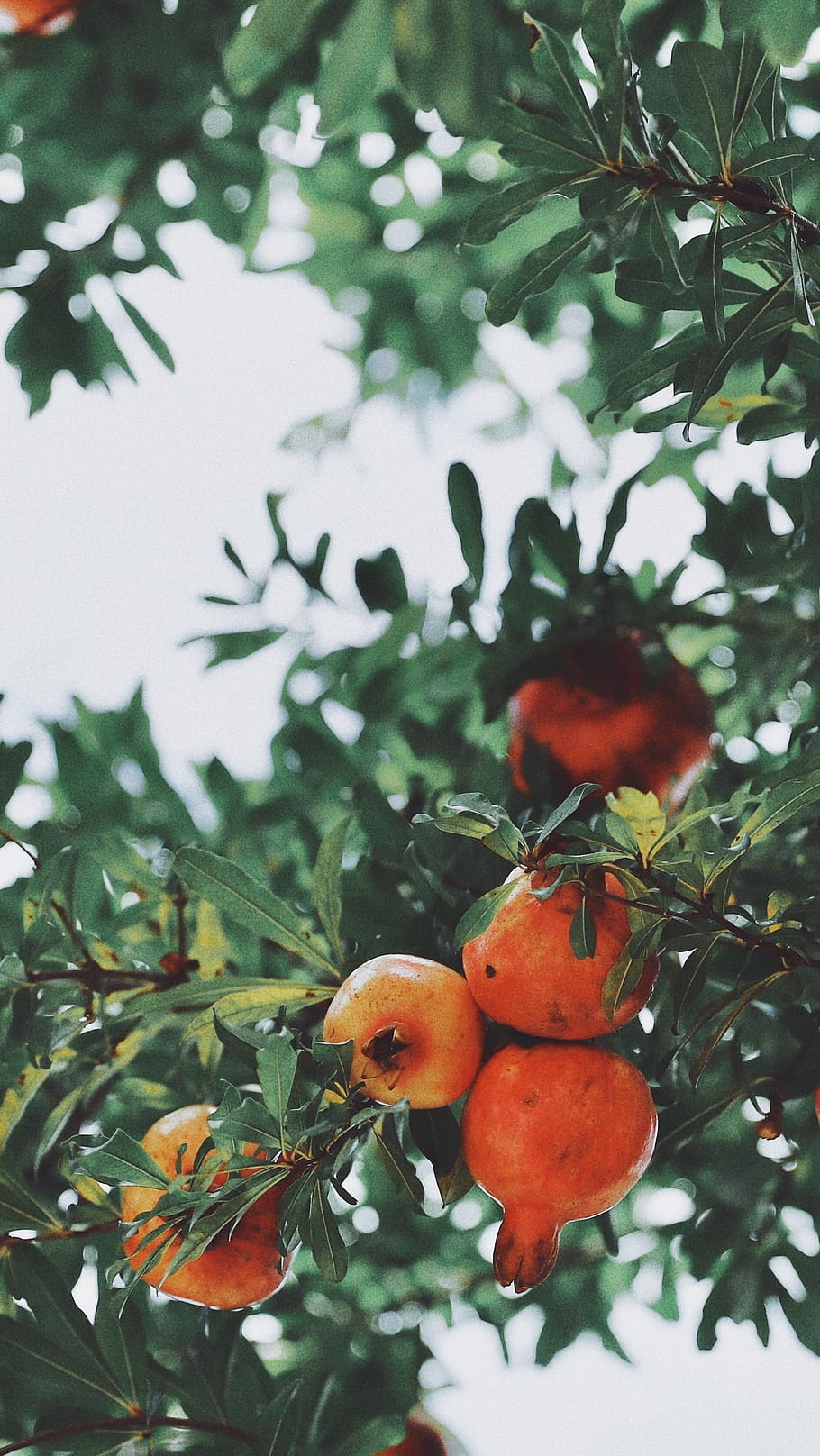 orange fruit on green tree, plant, plant part, leaf, food, growth HD wallpaper