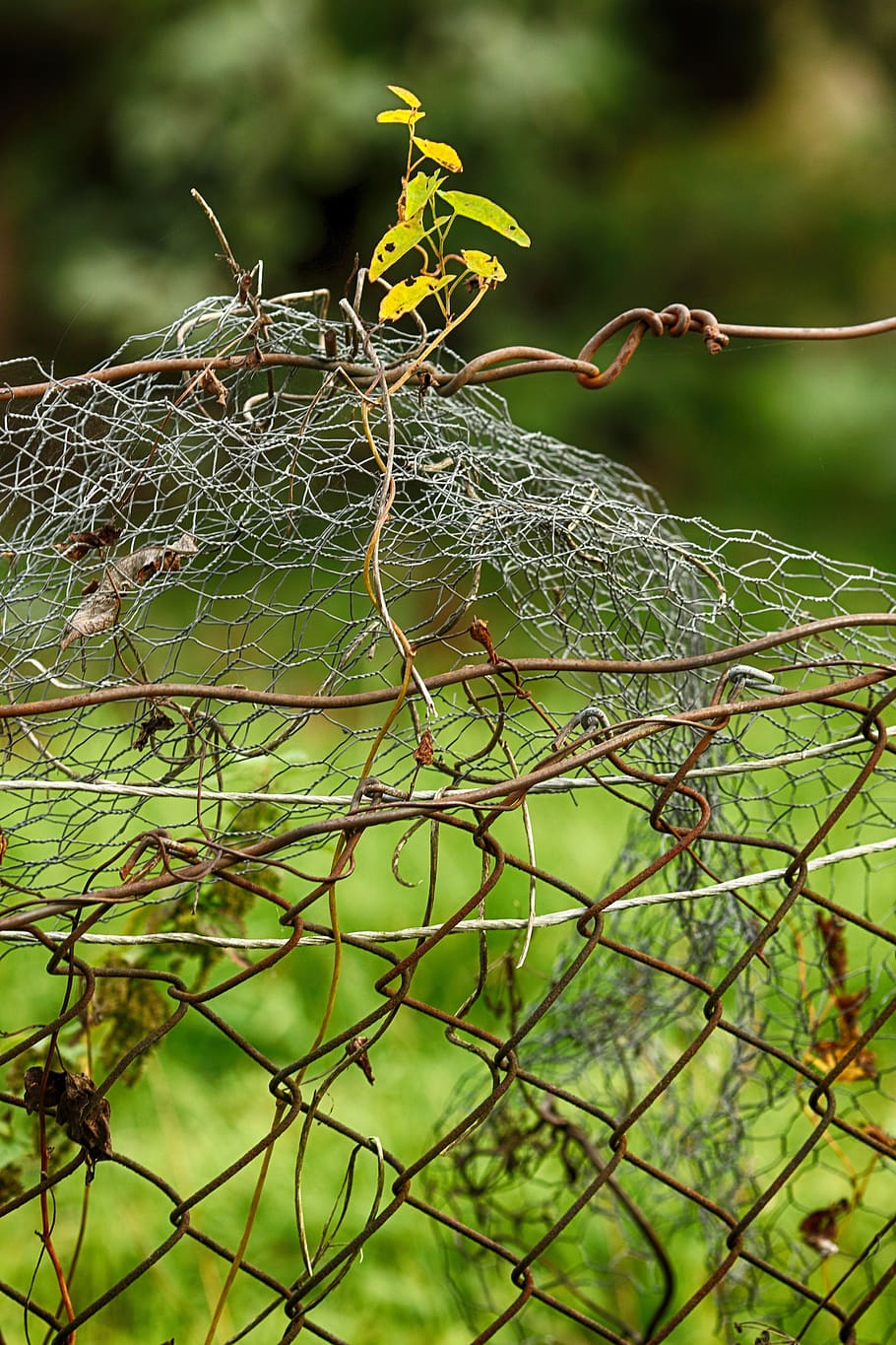 leaf, autumn, fall, fence, leaves, yellow, focus on foreground HD wallpaper
