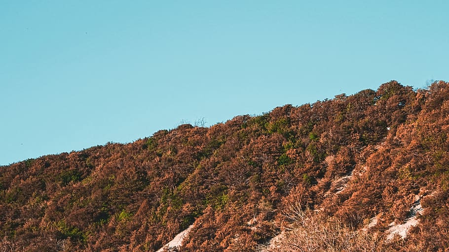 forest, hill, sky, blue, orange, clear sky, beauty in nature HD wallpaper