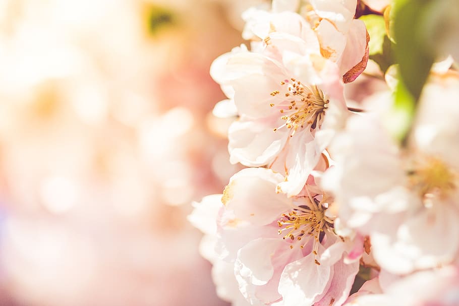 flower, nature, cherry, flora, branch, tree, blooming, flowering plant HD wallpaper