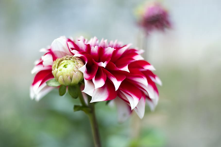 pink flower in bloom, dahlia, plant, blossom, bud, sprout, rose HD wallpaper