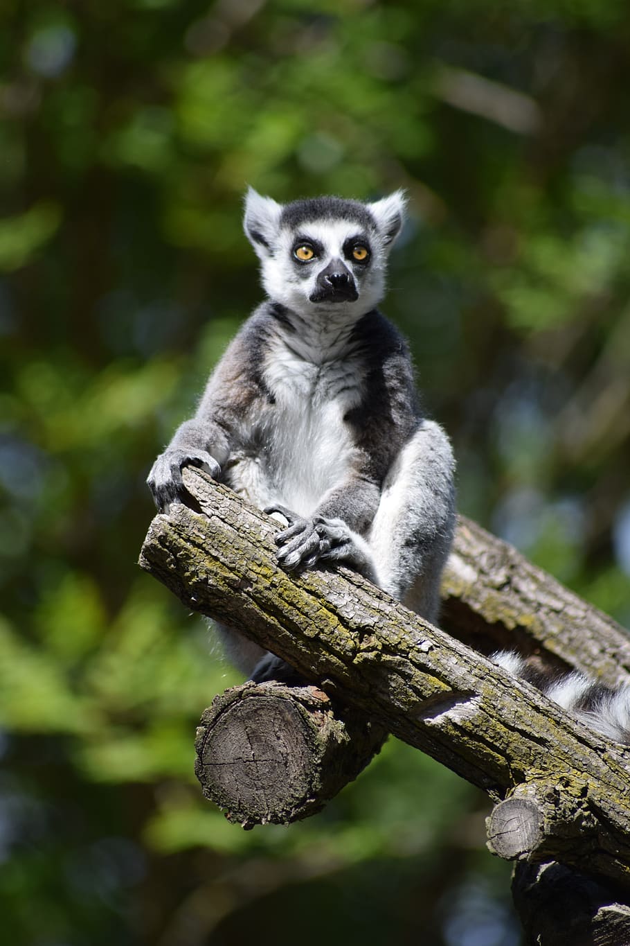 lemur, monkey, animal, zoo, cute, madagascar, mammal, nature HD wallpaper
