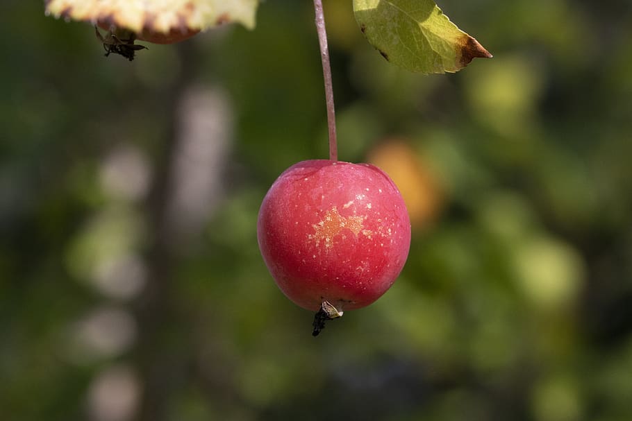 autumn, fruit, nature, plants, wood, the leaves, red, scenery HD wallpaper