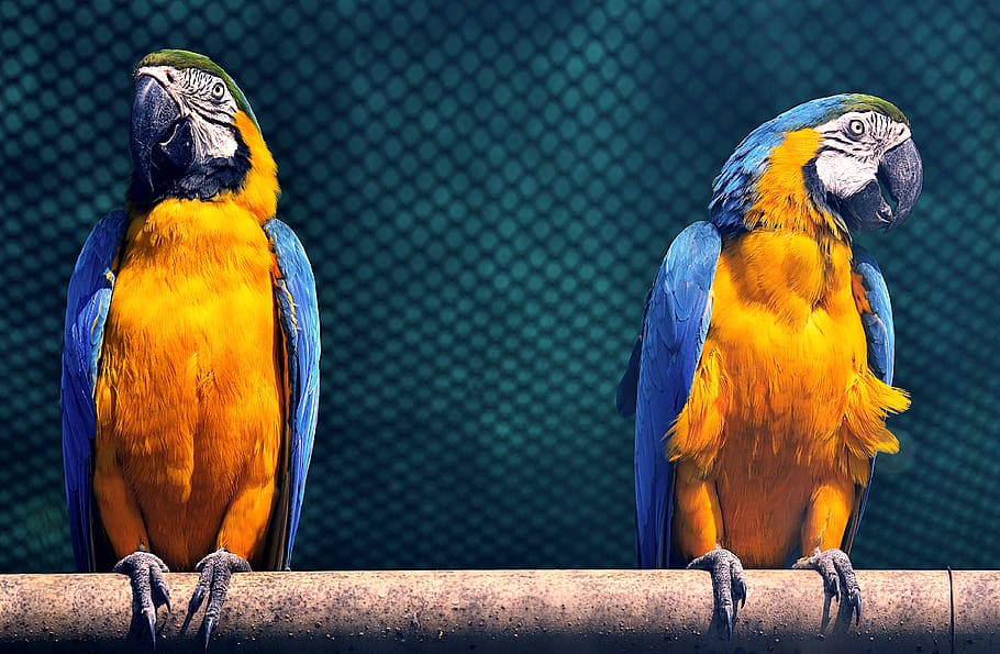 Macaw Birds, animals, exotic, feathers, parrot, perched, wildlife HD wallpaper