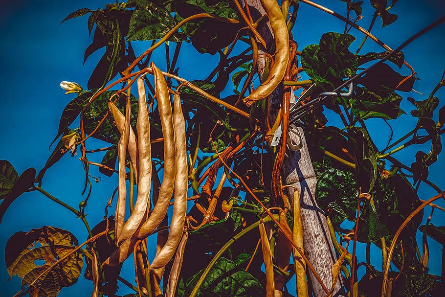 bush beans, phaseolus, pole beans, vegetables, bio, healthy HD wallpaper