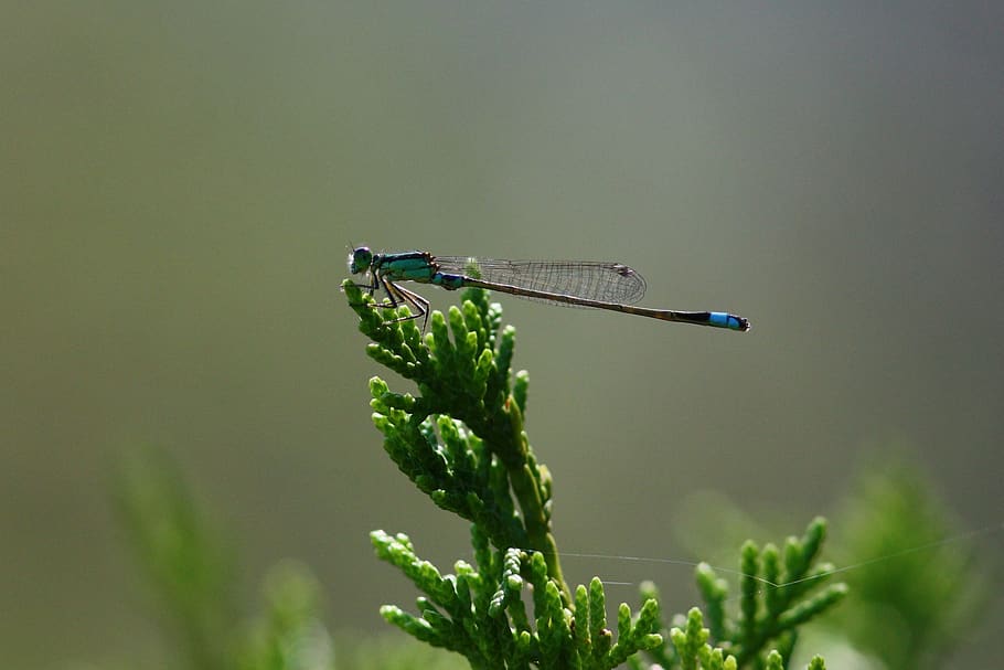 dragon fly, blue, insect, nature, kyoto, invertebrate, animal wildlife HD wallpaper