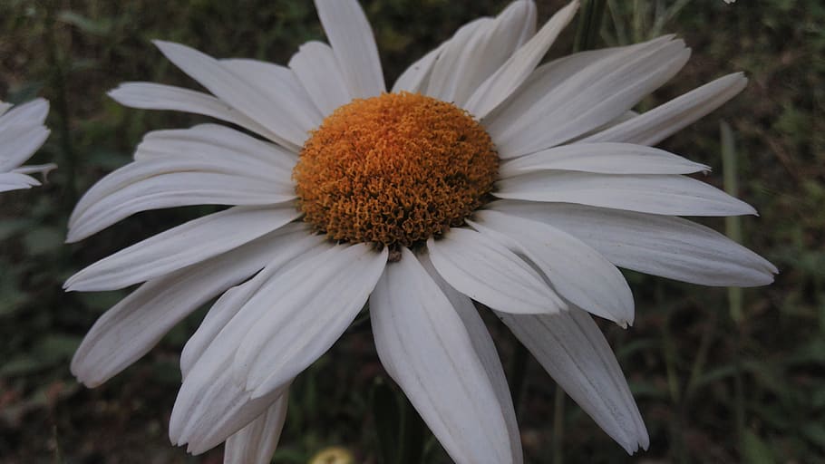 colombia, risaralda, flower, nature, beautiful, flowering plant HD wallpaper