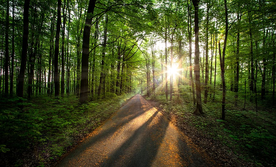 road between forest during daytime, gravel, dirt road, germany HD wallpaper