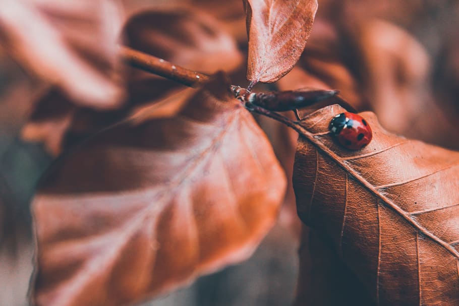 lady bug on brown leaf selective photography, close-up, insect HD wallpaper