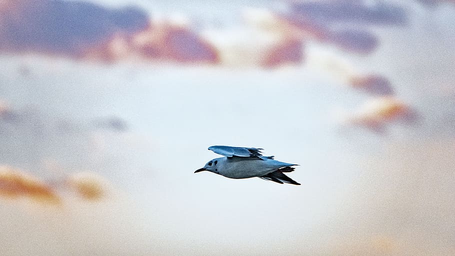 bird, sky, clouds, flight, seagull, wing, dom, sunrise, animal HD wallpaper