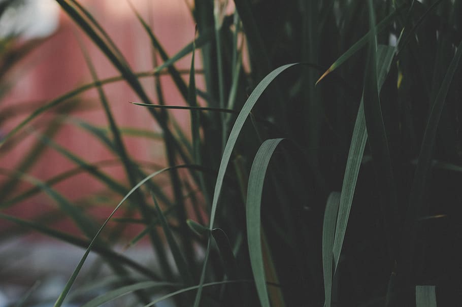 closeup photo of green Bermuda grass, plant, flora, russia, izhevsk, HD wallpaper