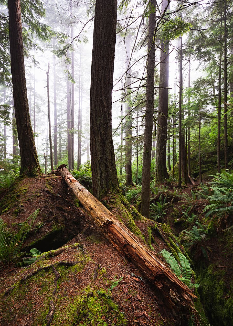 foggy forest, tree, nature, redwood, flora, land, vegetation HD wallpaper