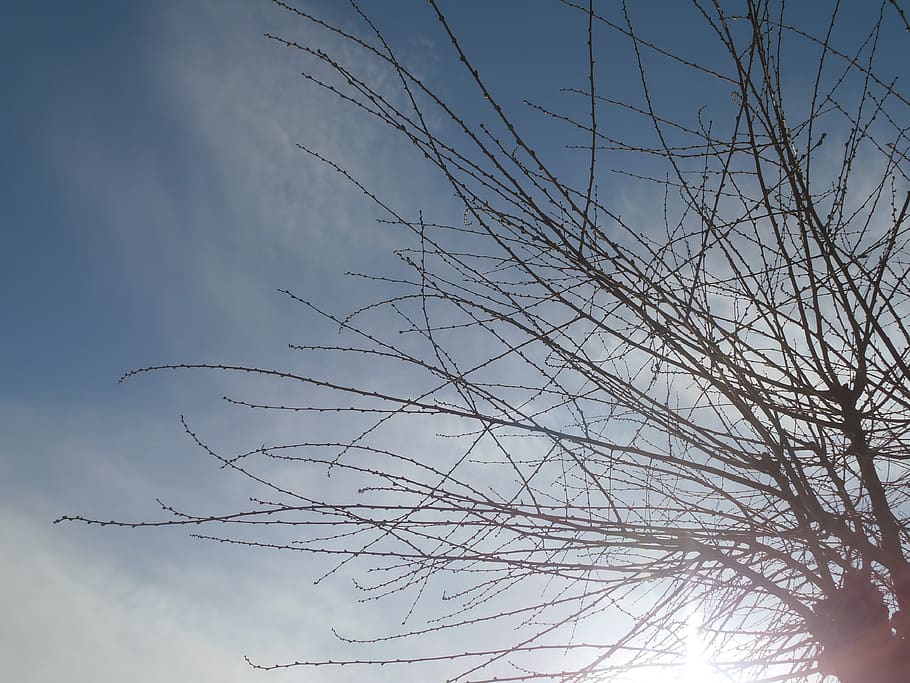sky, branches, tree, blue, sunlight, no people, plant, low angle view HD wallpaper