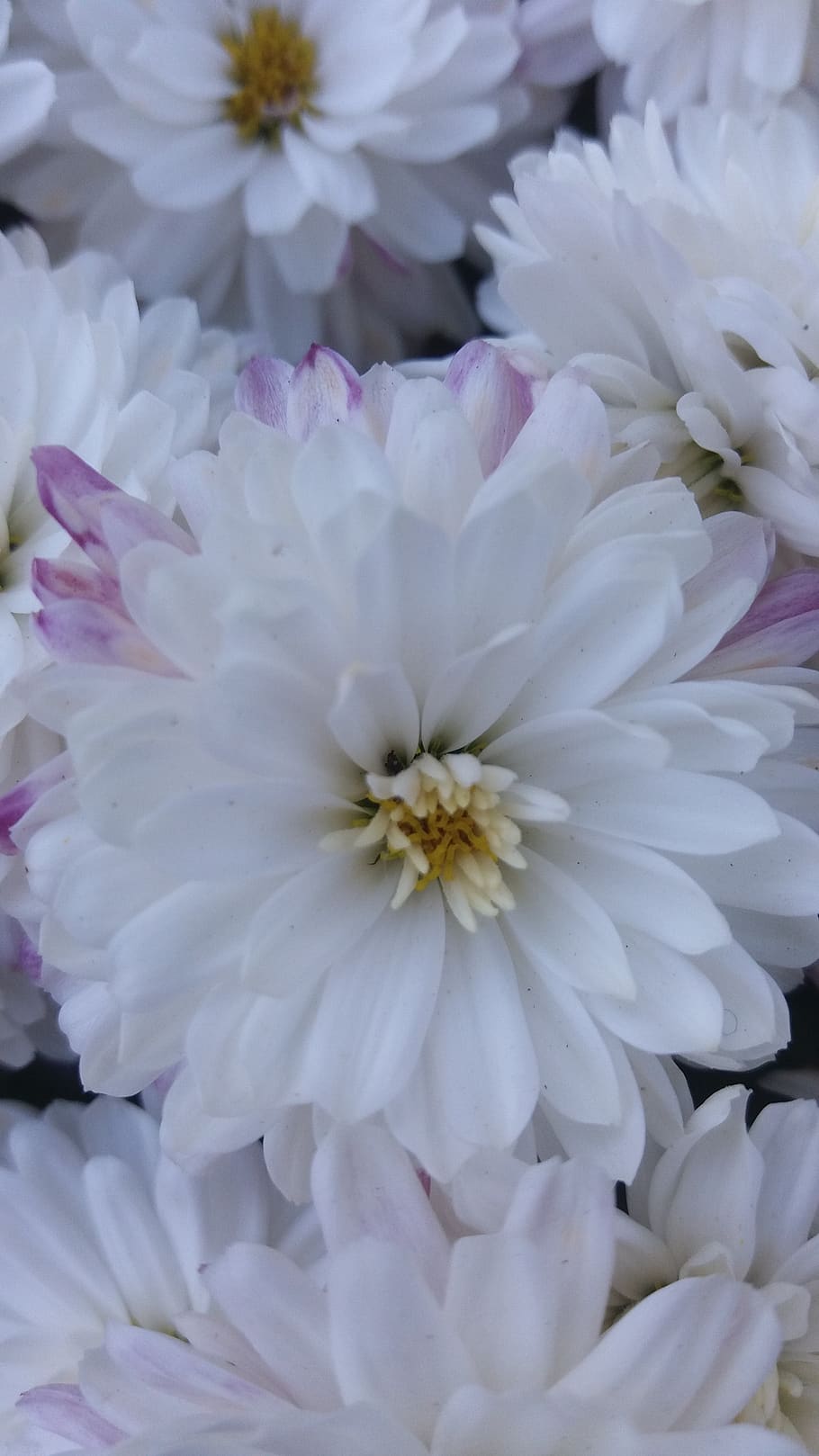 flower, blossom, bloom, white, nature, plant, spring, flowering plant HD wallpaper