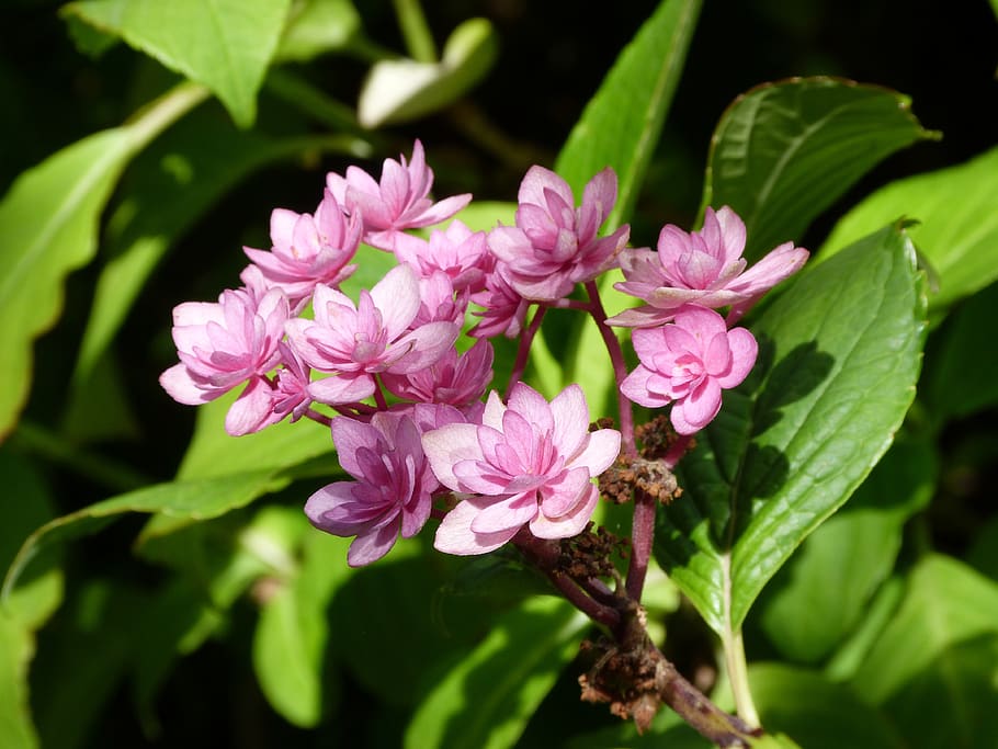 hydrangea, plant, flower, bloom, garden, pink, shrub, petals HD wallpaper