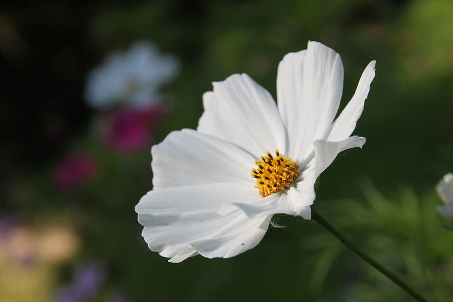flower, white, yellow, flora, garden, flowering plant, fragility HD wallpaper