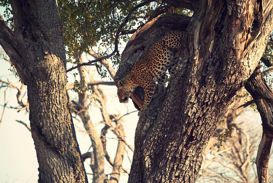 leopard on brown tree, trunk, tree trunk, animal themes, animal wildlife HD wallpaper