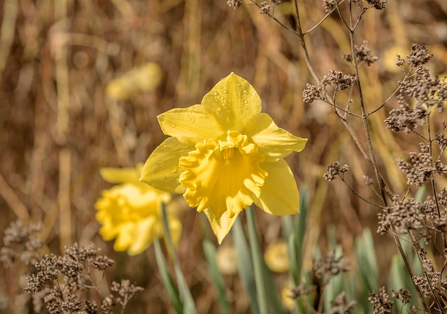 narcissus, daffodil, spring, flower, blossom, plant, petals HD wallpaper