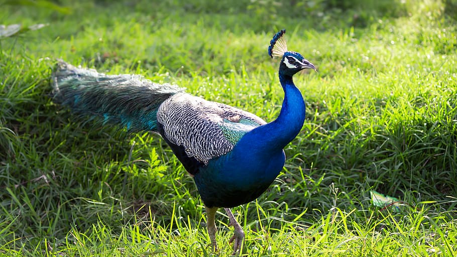 HD wallpaper: peacock, bird, national, national bird, peafowl, wildlife,  grass | Wallpaper Flare