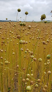 linen, flax, field, arable, linseed oil, lockscreen wallpaper HD wallpaper