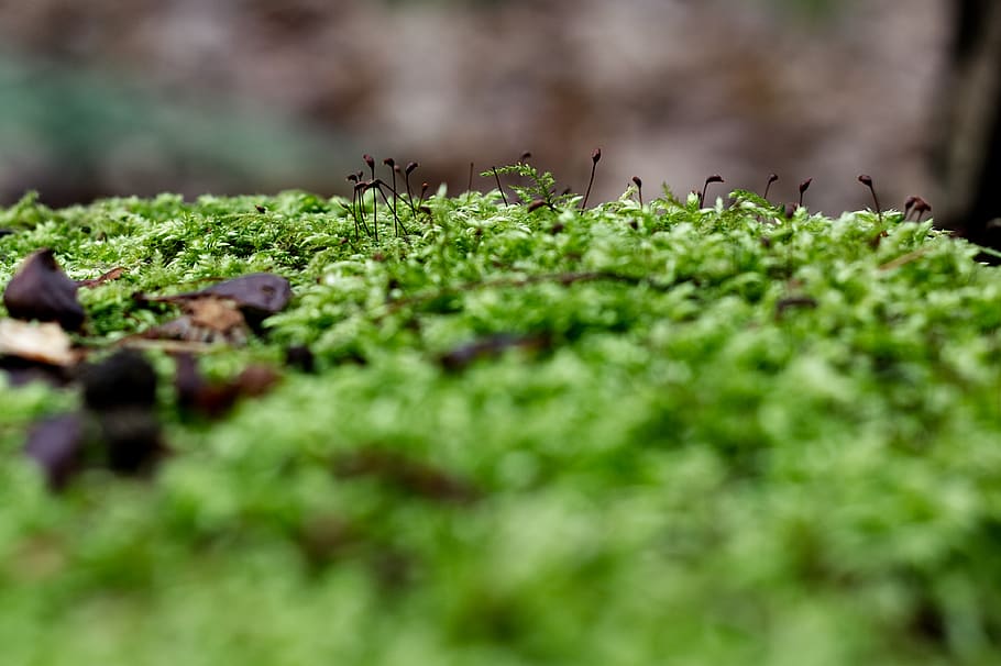 moss, trees, forest, green, nature, leaf, plant, selective focus HD wallpaper