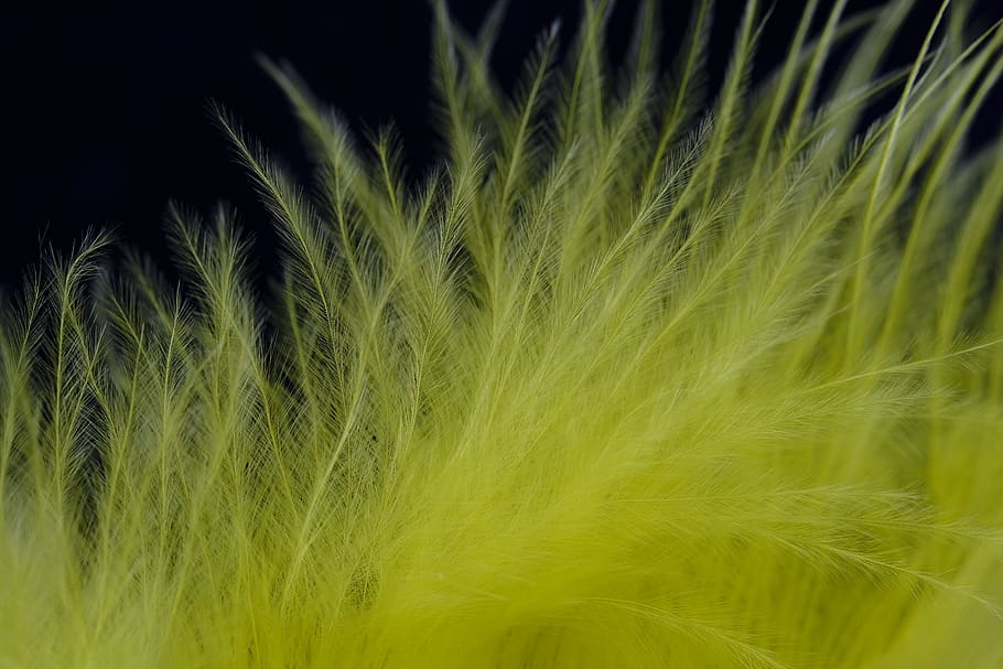 feather, fluff, bird feather, down, slightly, yellow, jewellery HD wallpaper