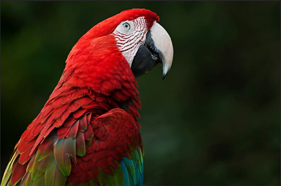 ara, parrot, bird, nature, animal world, plumage, bill, color, HD wallpaper