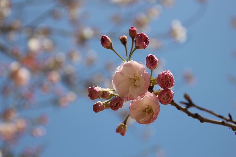 china, dalian, growth, plant, flower, flowering plant, close-up HD wallpaper