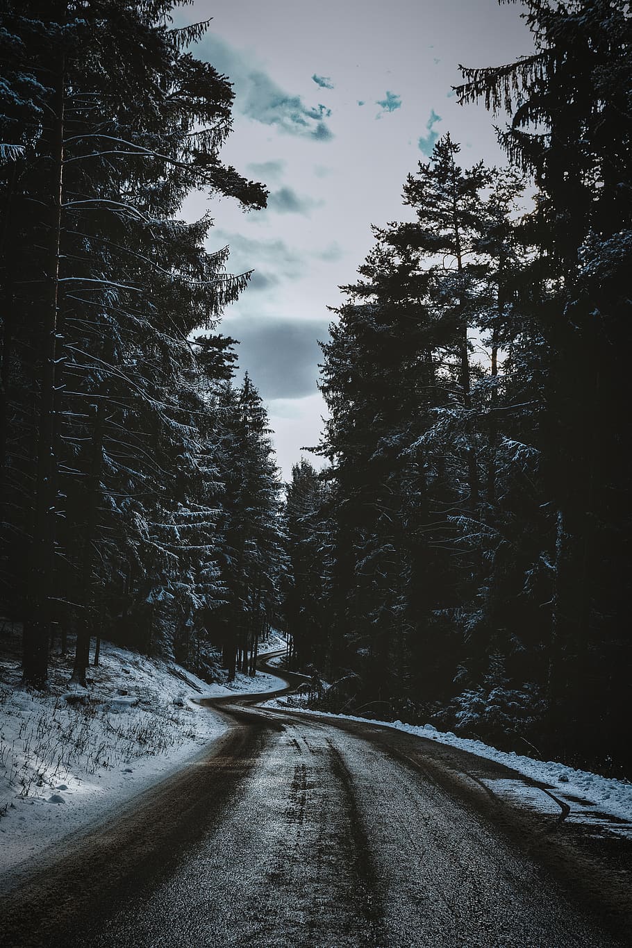 spiral road between pine tree, transportation, the way forward HD wallpaper